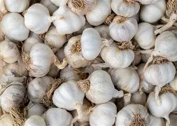 Ail de consommation